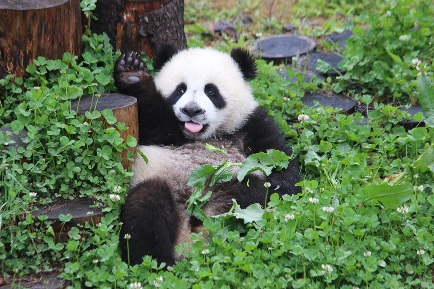Giant Panda Habitat Tours of Sichuan, China ——Wolong National Nature Reserve_fororder_77