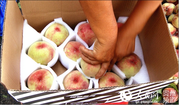 贵州瓮安猴场：苹果桃甜了一村人