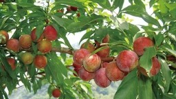 齐齐哈尔甘南：发展林果产业添绿“生金”