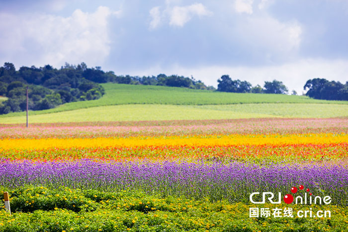 长春莲花山花海大道将于8月30日正式对外开放