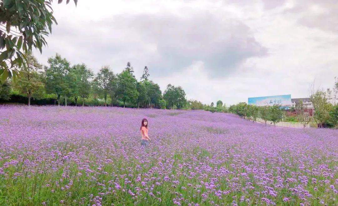 贵阳乌当羊昌花画小镇:四季花开美如画