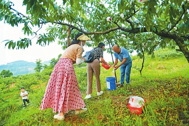 （转载）龙泉山水蜜桃“上新” 乡村经济甜蜜升级