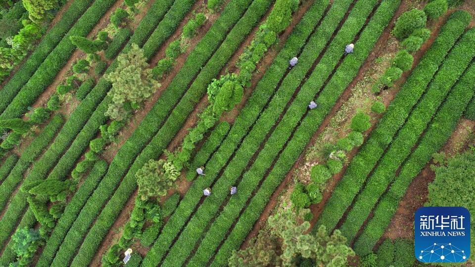 山东日照：以茶为媒助推乡村振兴