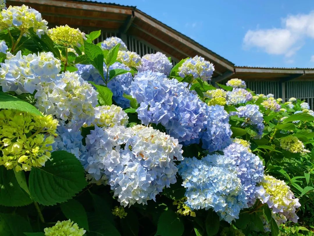 贵阳乌当羊昌花画小镇:四季花开美如画