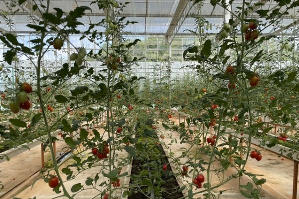 赣南苏区振兴的吉安探索:吉州窑打造宋潮产业,成发展新动力