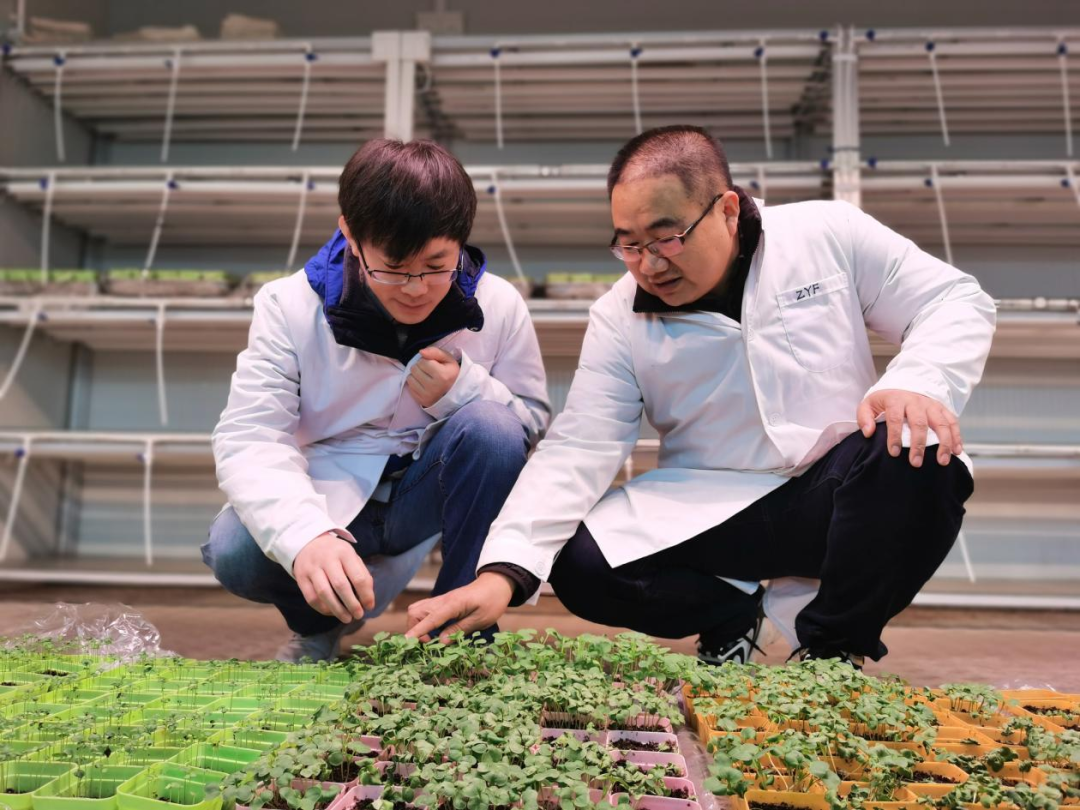 (转载)25岁 正青春 | 杨凌农高区:用科技创新丈量种业强国路