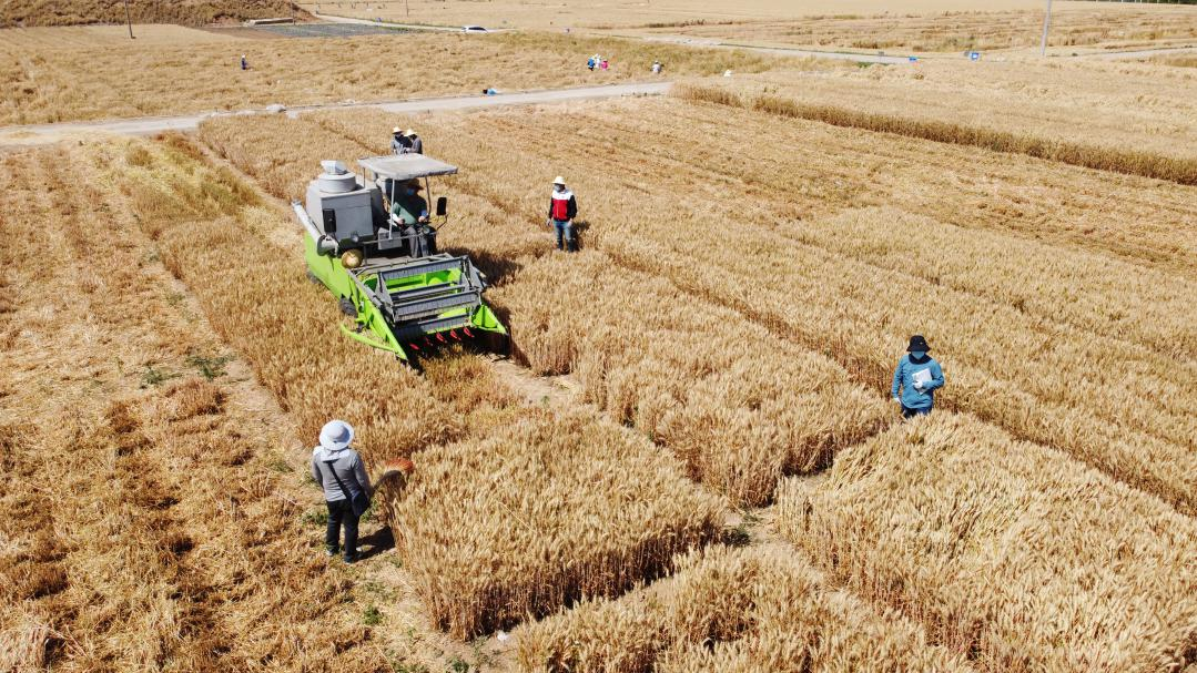 (转载)25岁 正青春 | 杨凌农高区:用科技创新丈量种业强国路