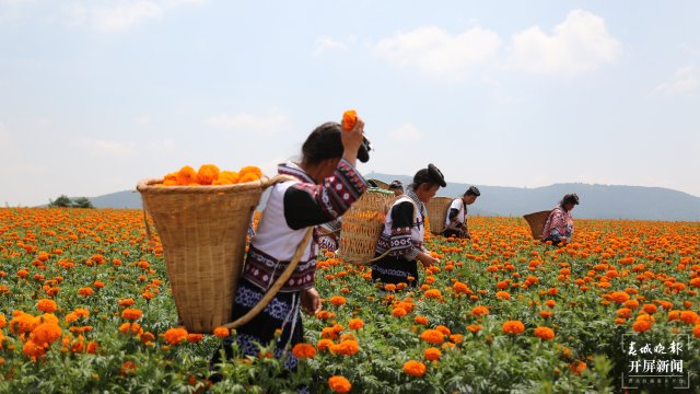 云南沾益：万寿菊花开成景成“致富花”