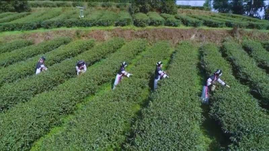贵州六枝退役军人陈朝华：种下一片茶山 带富一方百姓