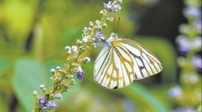 福建永安新增6个蝴蝶新记录种