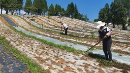 贵州水城召开山桐子种质资源建设推进会