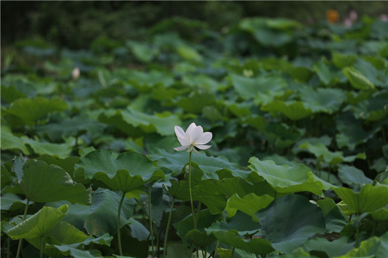 信阳平桥：郝堂荷花开 带热乡村游_fororder_在远离喧嚣的荷塘深处，与一朵白莲相遇。余梦周 摄.JPG