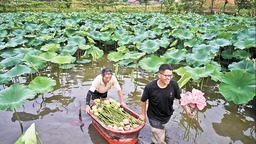 重庆北碚：发展鲜切花产业 增加村民收入