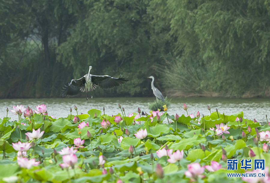 “豫北白洋淀”:湿地荷花竞相绽放 “豫北白洋淀”:湿地荷花竞相绽放