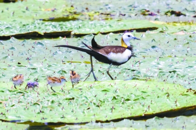 长江生态不断改善 珍稀鸟类返回湿地繁衍后代