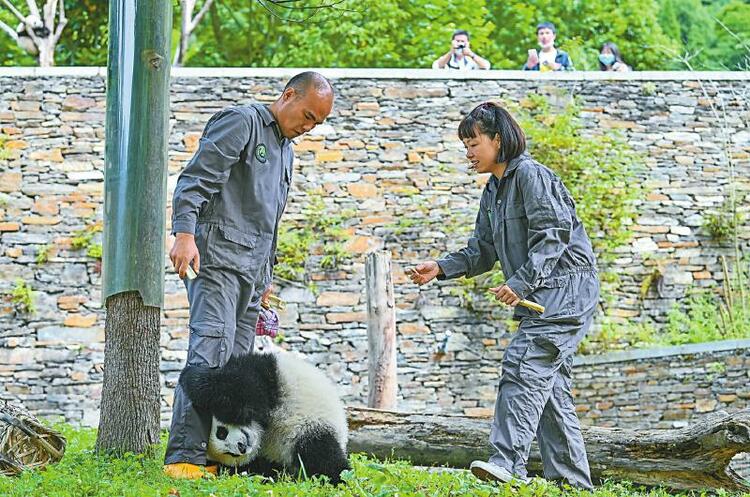 四川震后大熊猫栖息地完成恢复重建
