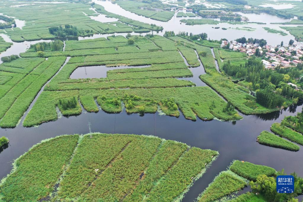 雄安新区:白洋淀水生态环境持续改善