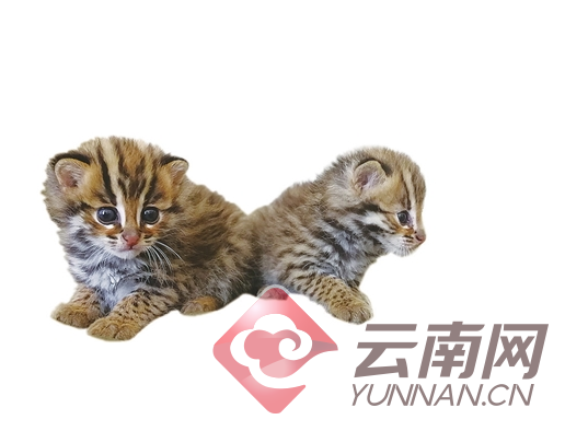 村民捡到两只野生小豹猫 上网求助咋处理