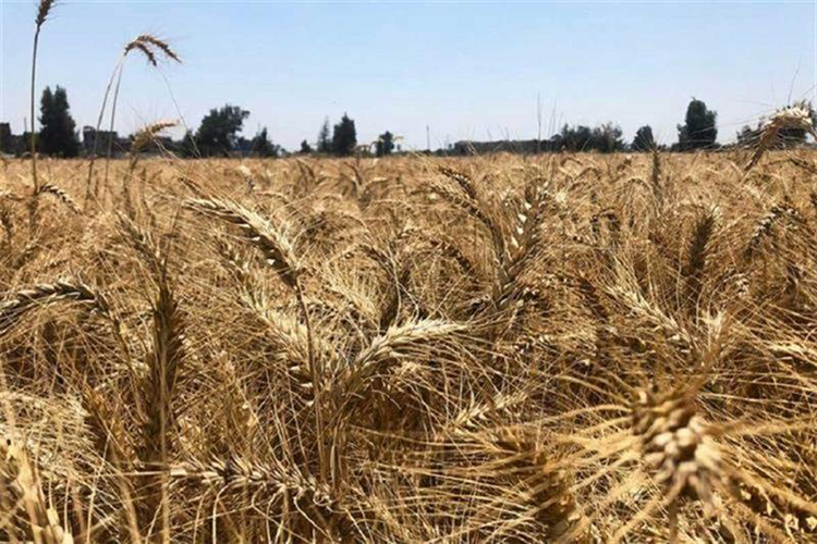 中东面面观丨俄乌冲突持续 高度依赖进口小麦的埃及会闹“粮荒”吗？