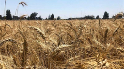 中东面面观丨俄乌冲突持续 高度依赖进口小麦的埃及会闹“粮荒”吗？
