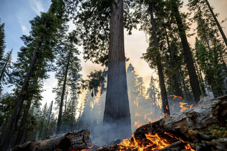 美国加州山火起火面积扩大至6.7平方公里 危及千年古树
