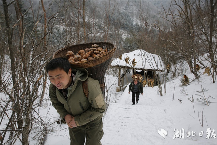 大雪天，神农架金丝猴不差食儿(组图)