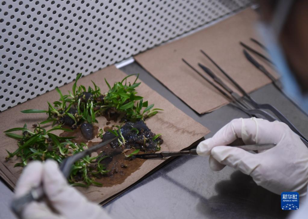 华南国家植物园正式揭牌 华南国家植物园正式揭牌