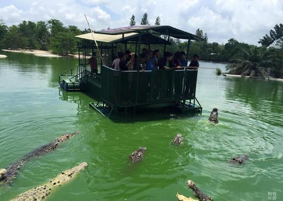 泰国芭提雅：游客在铁皮船上钓鳄鱼