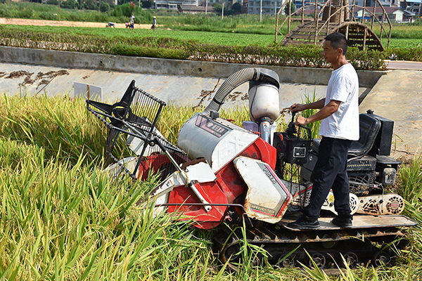 喜开“第一镰” 自贡市荣县37万余亩水稻迎丰收_fororder_3收割机收割现场