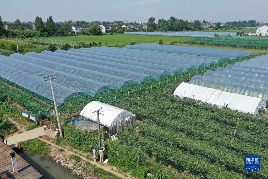 江苏靖江:葡萄熟了