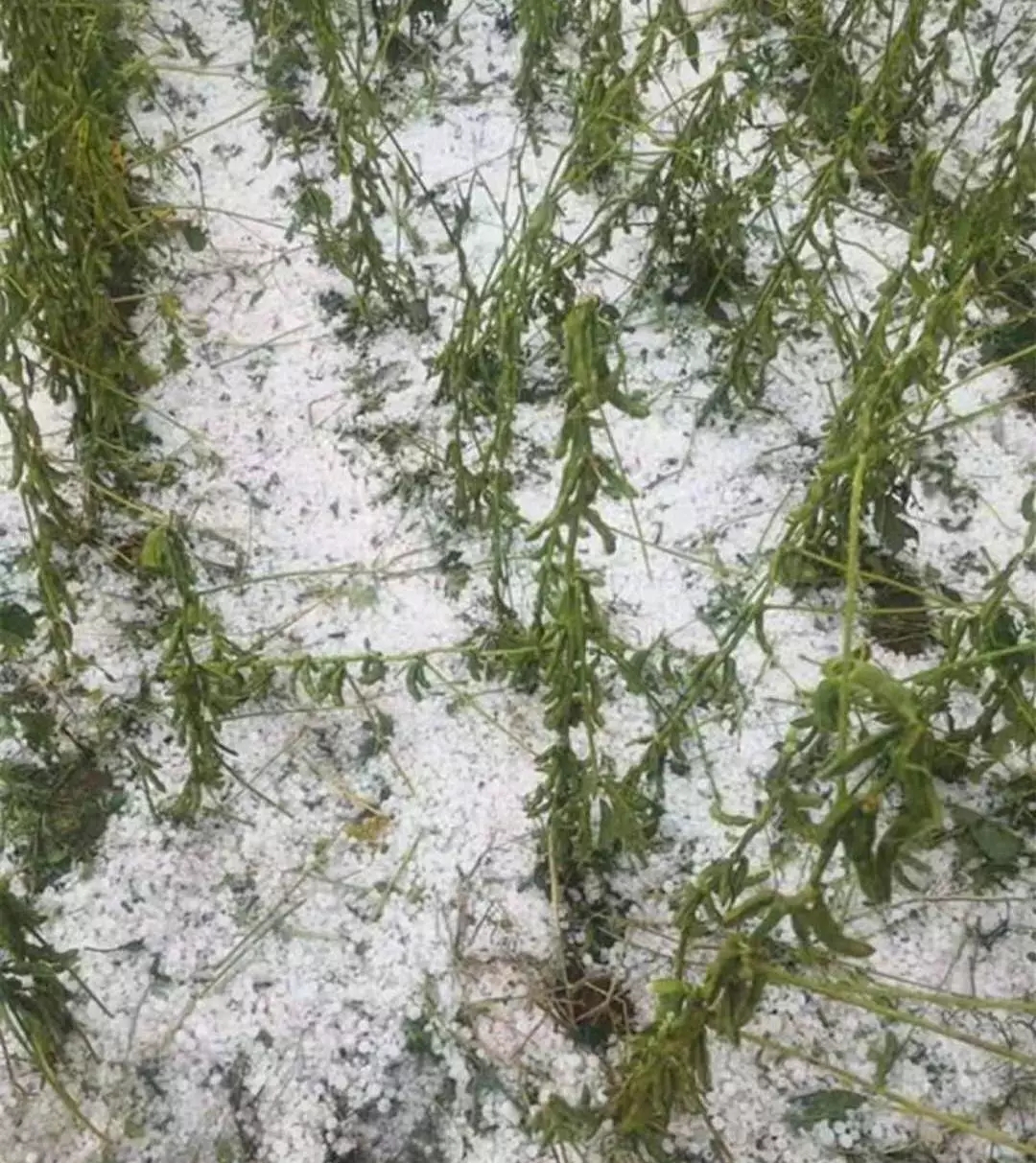 吉林梅河口超2000公顷农田遭遇风雹灾害