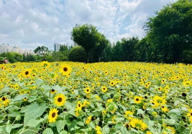 【轮播图】打卡一波向日葵花海 申城这些地方推荐赏花