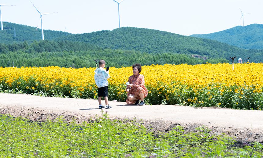 双鸭山：紫云花正浓 百合惹人醉