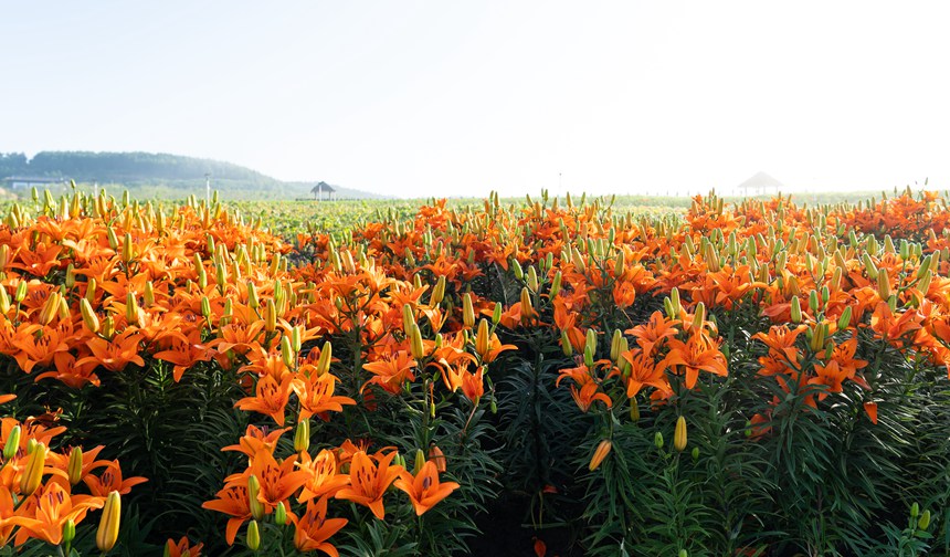 双鸭山：紫云花正浓 百合惹人醉