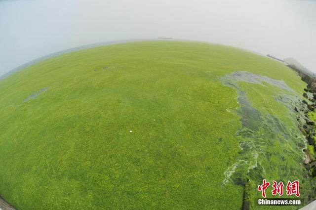 青岛东部遭浒苔入侵 大片绿潮似草原