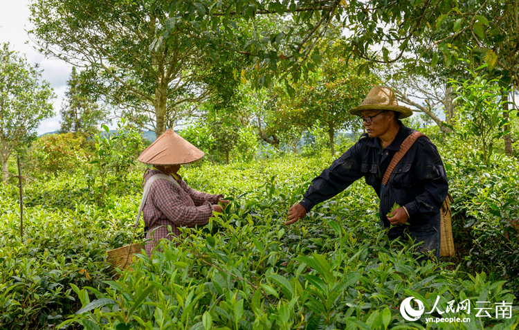 云南思茅:一片有机茶 串起绿色发展产业链