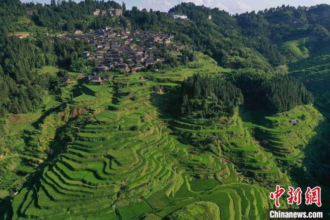 緑と曲線が美しい！山肌に広がる貴州省従江の棚田_fororder_梯田3