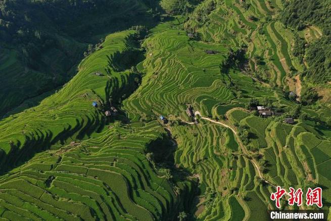 緑と曲線が美しい！山肌に広がる貴州省従江の棚田_fororder_梯田2