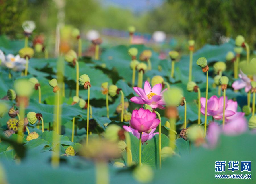 南阳唐河：荷花产业助力乡村振兴