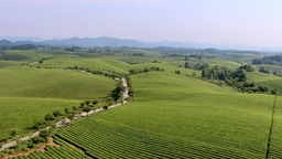 【在希望的田野上】贵州湄潭：推进茶文旅一体化发展 小小 “金叶子”实现“富民强县”