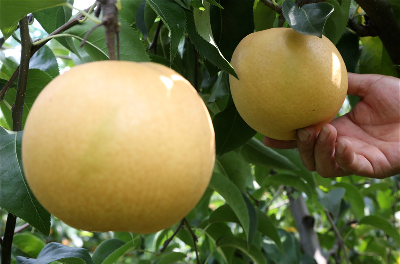 (有修改)【B】平顶山市宝丰县:订单梨果助农增收