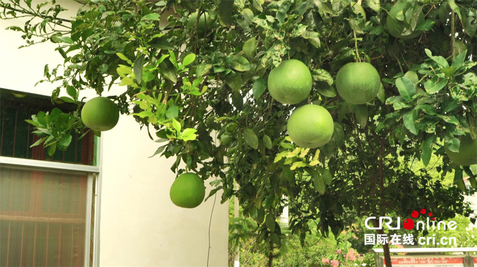 生态南县：秀美新安村