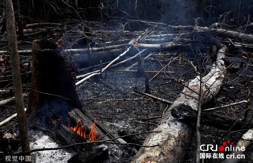 终于下定决心！巴西宣布60天内禁止在本国烧荒