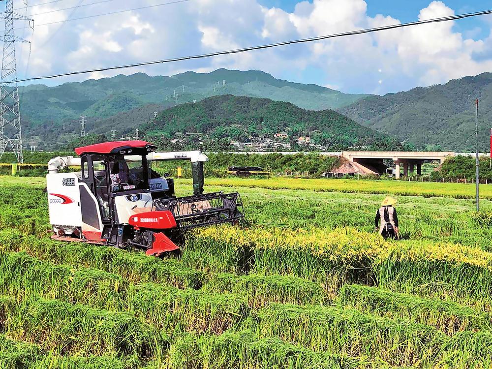 普洱景东:“滇禾优615”再创高产_fororder_7e