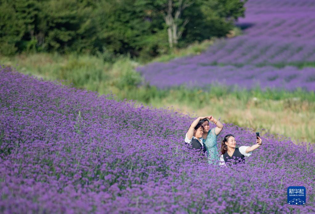 重庆巫溪:高山“避暑游”受青睐