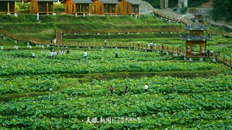 贵州从江：“荷”夏天撞个满怀