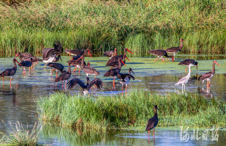 张家口市宣化区洋河湿地：群鸟翔集舞翩跹