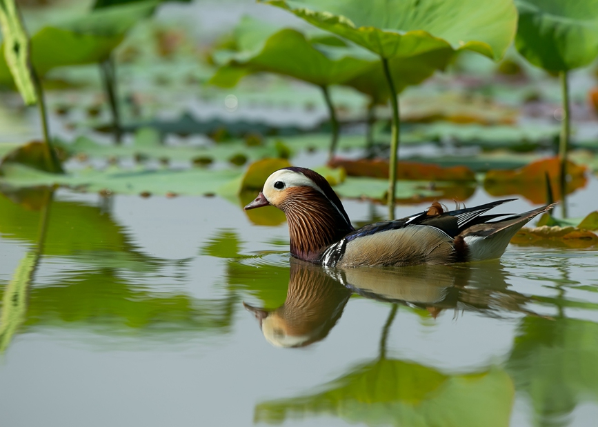 新乡封丘：水鸟戏荷夏意浓