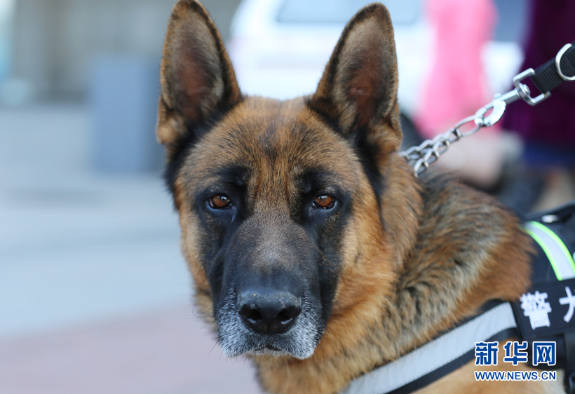 训导员带警犬值守长春春运