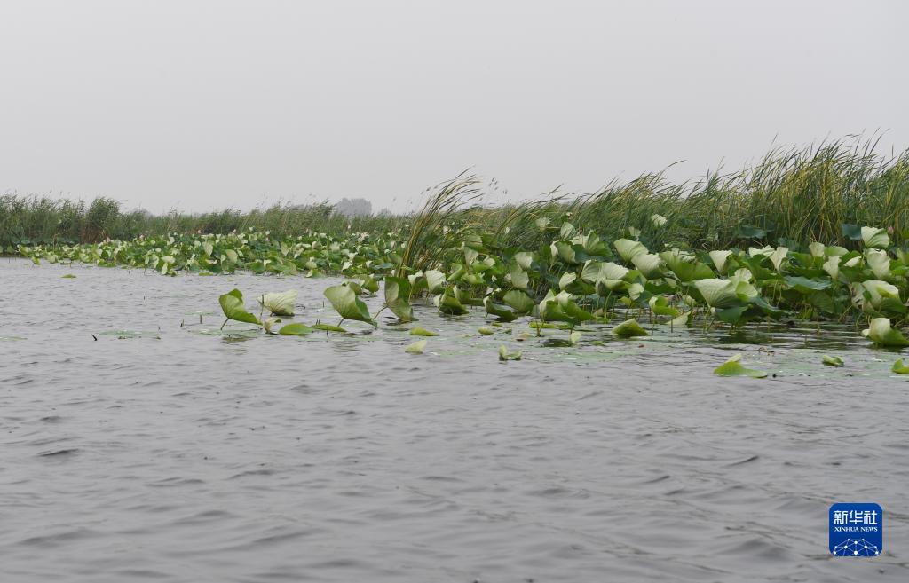 雄安新区:白洋淀水生态环境持续改善